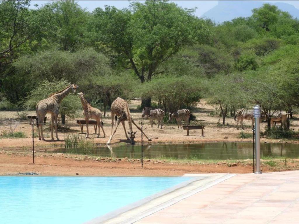 Thandolwami Bushlodge & Lodge *