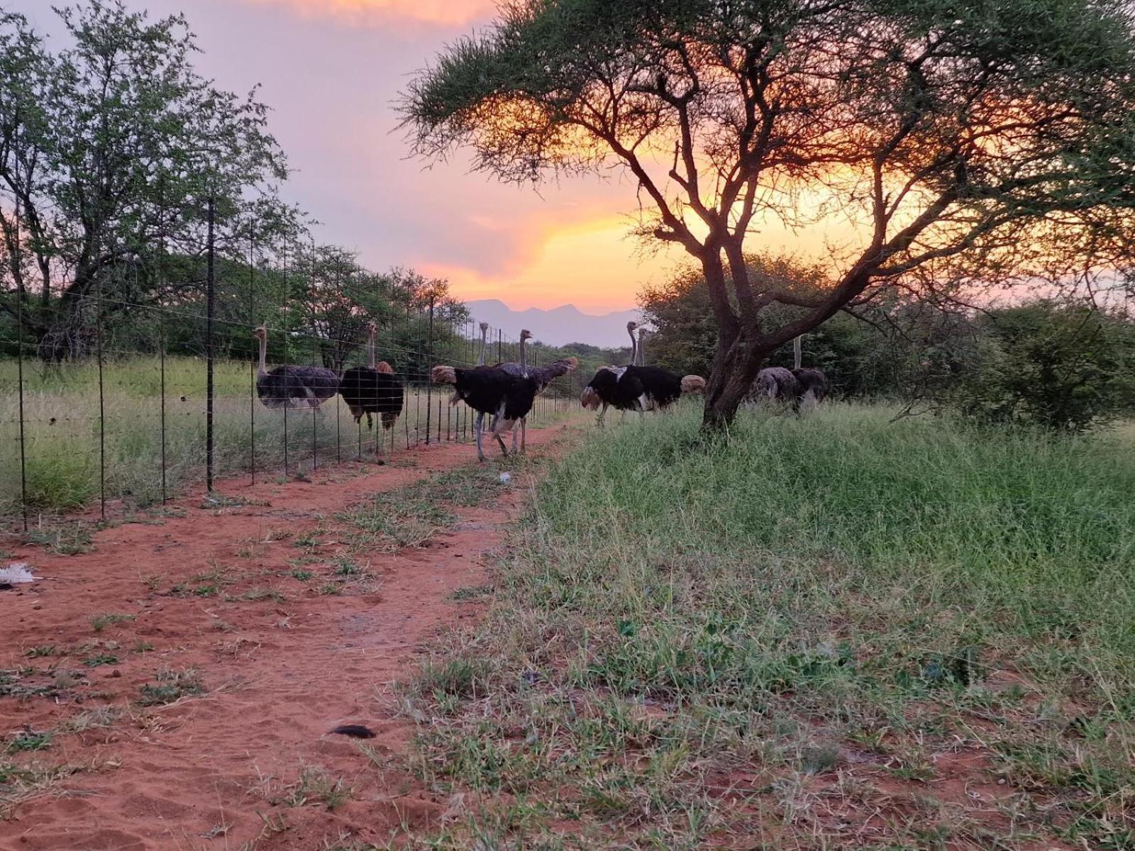 Thandolwami Bushlodge & Hoedspruit