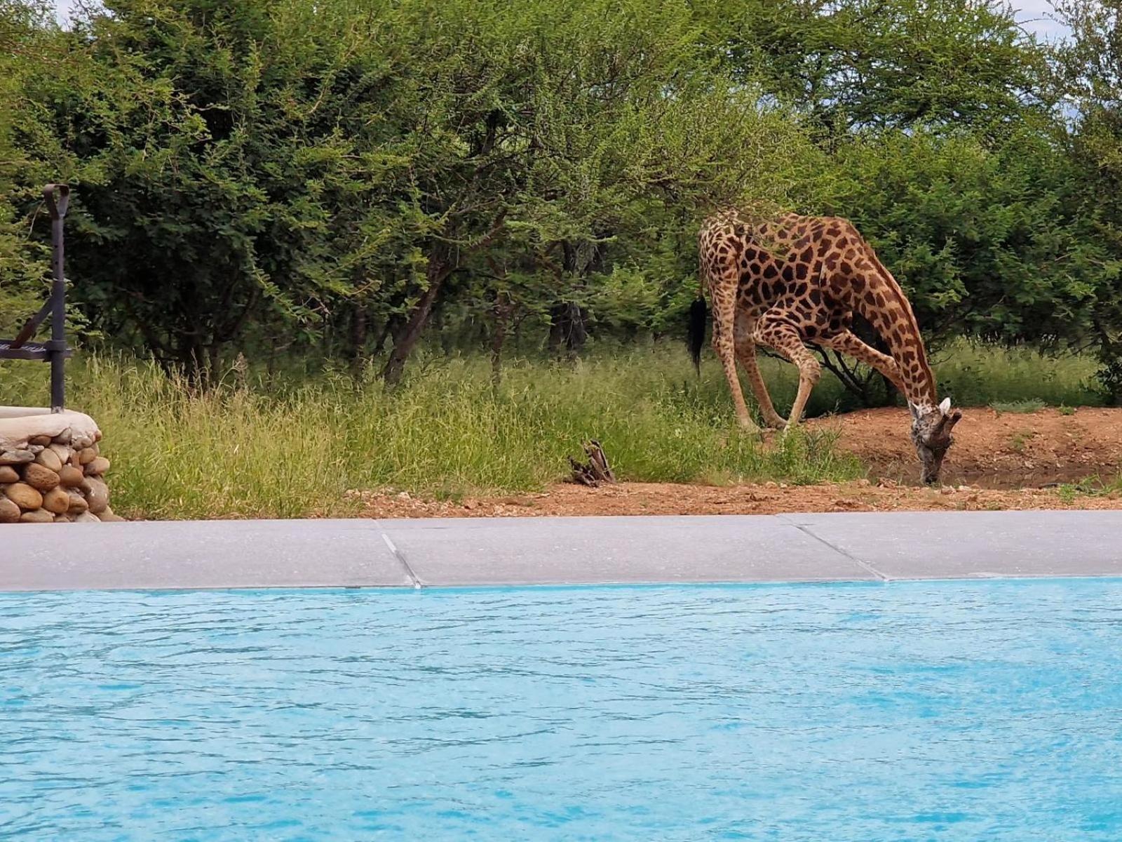 Thandolwami Bushlodge & Lodge Hoedspruit
