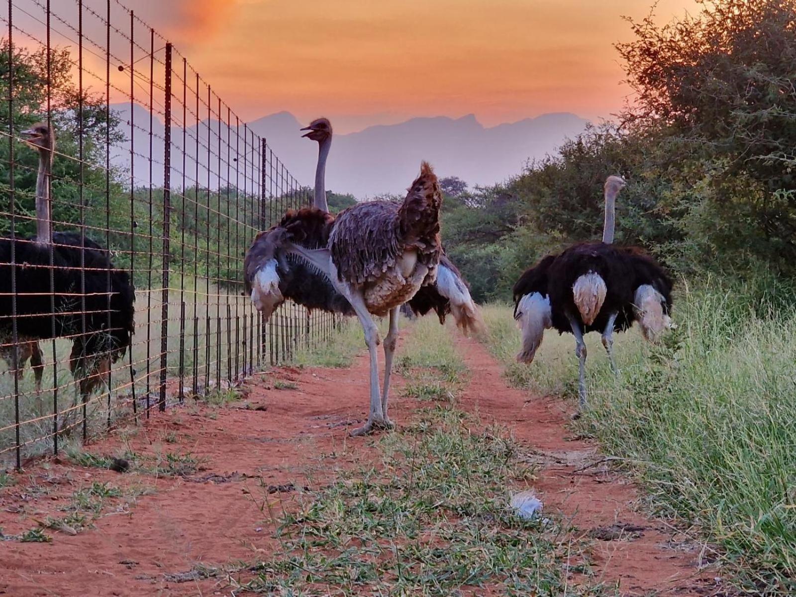 Lodge Thandolwami Bushlodge &