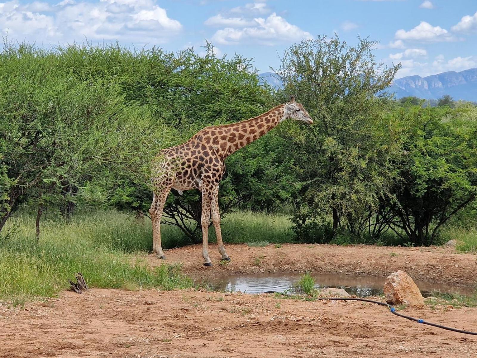Lodge Thandolwami Bushlodge &