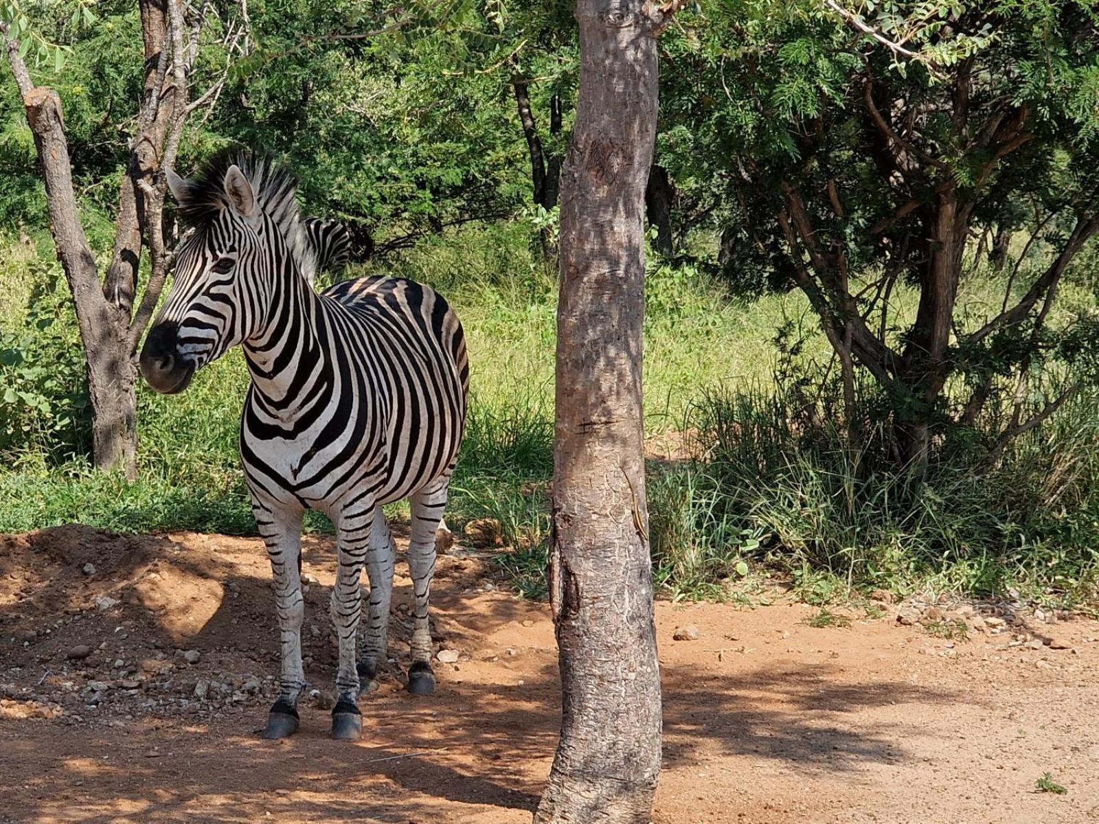 Thandolwami Bushlodge & *